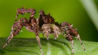 Spider With Three Super Powers  The Hunt  BBC Earth [upl. by Gnot235]