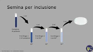 Tecniche di semina  Corso di microbiologia [upl. by Hildagard450]