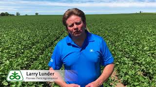 Tips for Introducing Soybeans into SemiArid Climates [upl. by Nemracledairam73]