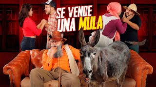 Se vende una mula  Agapito Díaz  cortometraje  JR [upl. by Leamhsi47]