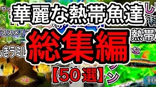 【見どころ満載】熱帯魚ファンに贈る！カラシンやグラミーなどオススメ生体50選ご紹介【淡水魚 アクアリウム】 [upl. by Enneire]