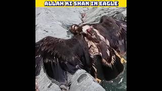 GPS Tracker On Dead Eagle 😳 allah facts viral mojza trending [upl. by Rahman765]