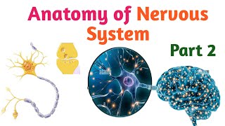 Anatomy of Nervous System Part 2 Helpful Video Lecture in Amharic Speech [upl. by Izzy]