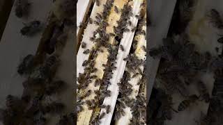 ASMR Bees in the hive beelife farming agriculture honeybee bees beekeeping [upl. by Fantasia]