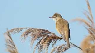 Drosselrohrsänger  Great Reed Warbler  Acrocephalus arundinaceus [upl. by Anyat]