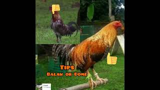 December 12024 Balaw or Dome tips Fighting Cock Guidelines [upl. by Lyman]