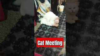 Cat Meeting kaise karte haicat [upl. by Salguod]