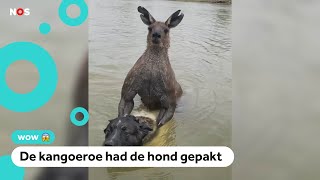 Bizar gevecht man slaat kangoeroe om hond te redden [upl. by Peggi736]