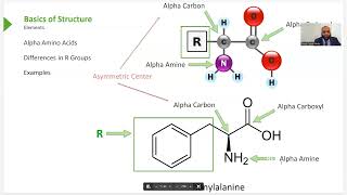 Biochemistry Hemoglobin Myoglobin Amino Acids and Proteins [upl. by Ladiv]