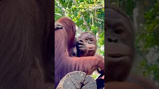 Bornean Orangutan  Singapore Zoo [upl. by Elynad]