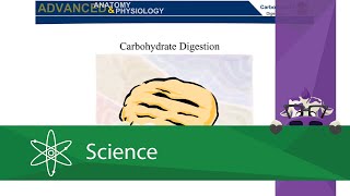 Carbohydrate Digestion [upl. by Atnahs268]