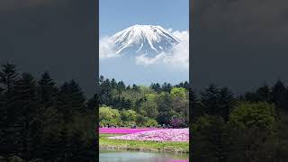 Lovely this year  Mount Fuji Shibazakura festival 2024 amp peter rabite’s world in park [upl. by Camile]