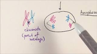 AS Biology  Meiosis OCR A Chapter 63 [upl. by Netsirt]