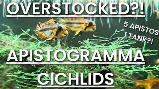 Overstocked APISTOGRAMMA CACATUOIDES  20 Gallon PLANTED Dwarf Cichlid Tank Low Tech [upl. by Bick]