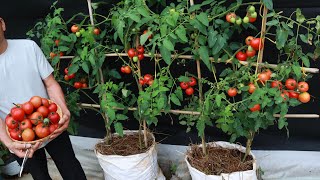 The easiest way  grow tomatoes in bags for many fruits [upl. by Gelb]