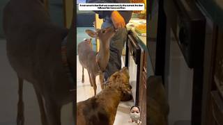 The man saved the deer the deer followed him home animals deer animals shorts [upl. by Ramled]