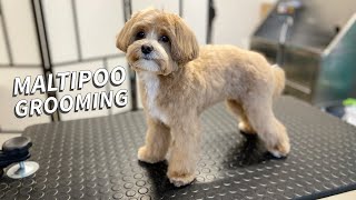 Maltipoo full Grooming [upl. by Aisorbma]