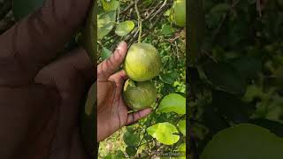 Citrus mites mangu infestation agriculture viralshort youtubeshorts shorts [upl. by Lissa]