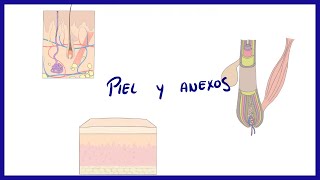 ANATOMIA  Piel y anexos folículo piloso uñas y glándulas  BLASTO [upl. by Nivle]