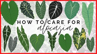 How to Care for Alocasia  How My Elephant Ear Plants THRIVE [upl. by Haropizt945]