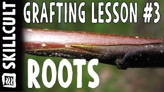 Grafting Series Lesson 3 Rootstocks amp Grafting Onto Trees [upl. by Claire409]