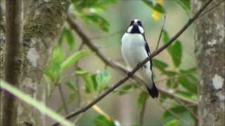 Sporophila lineola  Bigodinho  Lined Seedeater [upl. by Flosser]