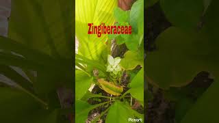 plantsturmericviralshort turmericfarming curcuma longazingiberaceaehaldiplantmcpaliwal [upl. by Erdman]