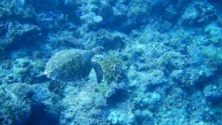 Nikon COOLPIX W300 Sea Turtles [upl. by Cordova978]