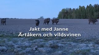 Jakt med Janne  Ärtåkern och vildsvinen [upl. by Chico]