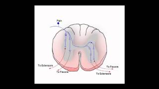 The Gait Guys Talk about Crossed Extensor Reflexes [upl. by Rekyr]