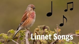 LINNET SONGS MP3 [upl. by Werbel]