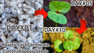 How to Grow Cotton plants from seeds at home  Best and Fast Method to Germinate cotton seeds [upl. by Sitruc418]