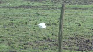 The Porthcawl Egrets [upl. by Nnael245]