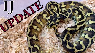 Episode 127  Irian Jaya Papuan Carpet Python Update [upl. by Shulock815]