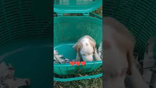 Beagle Baby going to chennai ❤️❤️❤️ tamil song music love lovesong pets [upl. by Stargell]