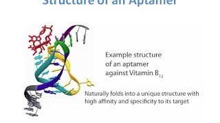 Aptamers  A new class of Oligonucleotides for Therapeutic and Diagnostic Use [upl. by Anatol]