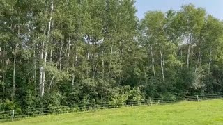 Reviewing the different pastures on the homestead and discuss rotation  Belted Galloway Homestead [upl. by Zasuwa]