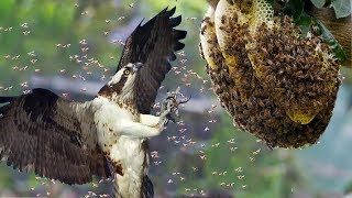 Honey Buzzards vs Hornets  Honey Buzzards hunting Hornets nest  Hunting tricks of Honey Buzzards [upl. by Elconin]