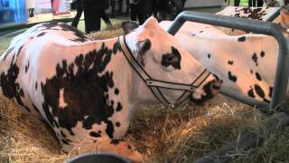 Vidéo Métier  Un éleveur de vaches laitières témoigne du salon de lagriculture 2011 [upl. by Holbrooke]