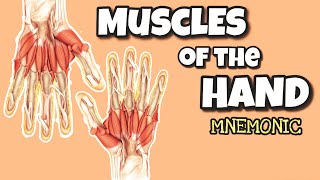 Muscles of the Hand  EASY Mnemonic to Help Memorize the Intrinsic Hand Muscles  Anatomy [upl. by Grenville]