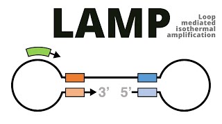 Loop mediated isothermal amplification LAMP protocol explained [upl. by Ayyn630]