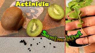 Come SEMINARE il KIWI partendo da un frutto 🥝  ACTINIDIA piante da seme e consigli di coltivazione [upl. by Ymereg16]