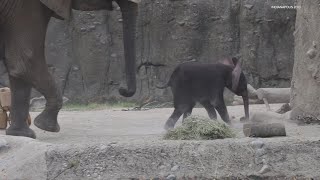 Baby elephants first day outside at Indianapolis Zoo [upl. by Mohammed41]