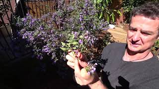 In the Garden  Profile on Prostanthera melissifolia [upl. by Airdnala]