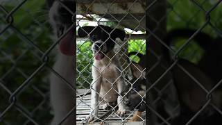 Meet Pope the last dog removed from a fattening farm in Viet Nam [upl. by Kellyann250]