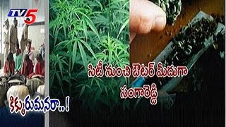 Cannabis Cultivation in Telugu States  TV5 News [upl. by Enehpets368]