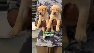 Heavy Bone Labrador Puppies dogs labrador petowner puppy dogowner cute rottweiler [upl. by Akinorev]