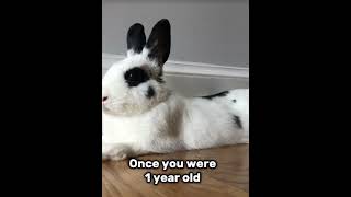 Todays Marabelles 4th Bday bunnylife lovepet petbirthday [upl. by Nrehtak]