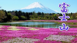 Fuji Shibazakura Festival 2019 MtFuji 4K 富士山 芝桜 富士芝桜まつり [upl. by Eralcyram]