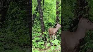 athirappilly waterfall ghatroad deer wildlife youtube shortvideo shortfeed [upl. by Ancilin976]